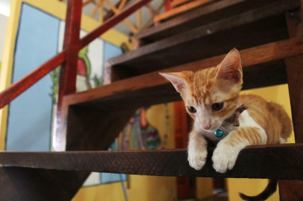 Ciao Cacao Hostel & Vegan Cafe Flores Ngoại thất bức ảnh